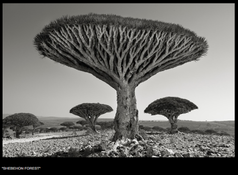 Beth Moon, Yemen, tree, Dragon's Blood, Socotra