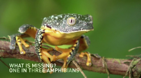 Maya Lin, amphibian, frog, climate change, biodiversity, habitat, Vimeo